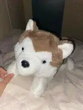 A plush husky dog toy with white and brown fur, black eyes and nose.